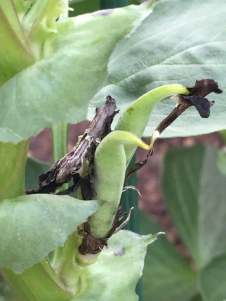 First signs of broad beans