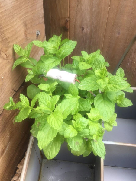 Mint flourishing