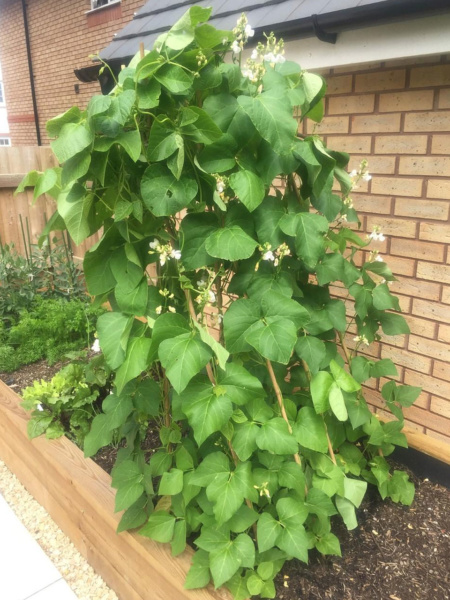 Runner bean flowers abound