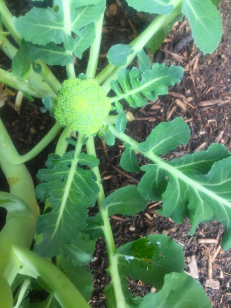 The tiniest head of broccoli