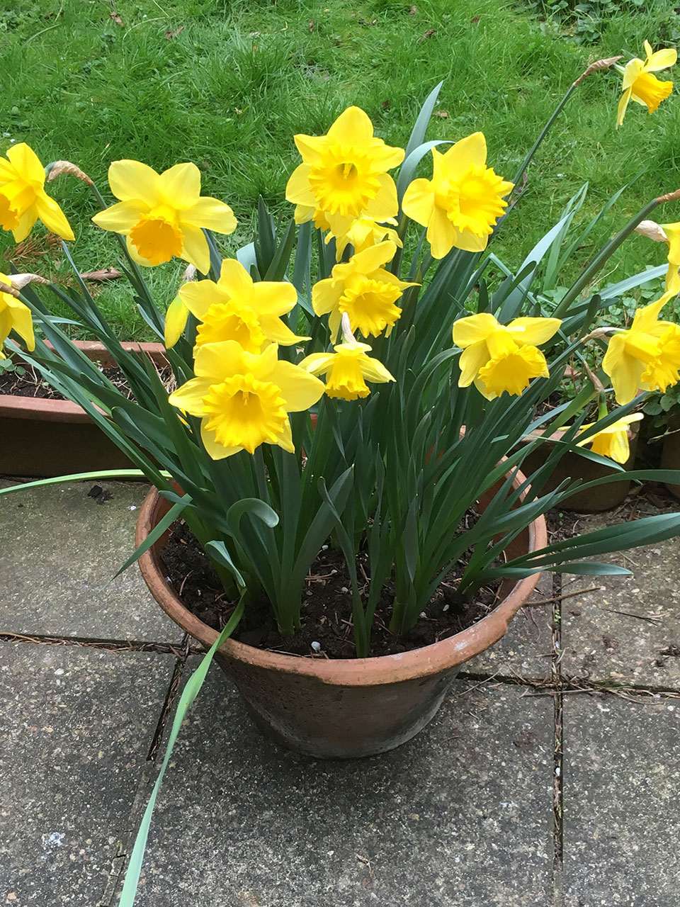 Daffodils