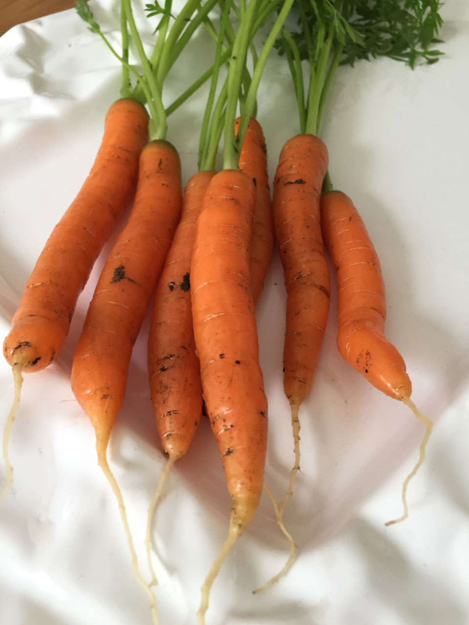 Seasonal vegetables carrots