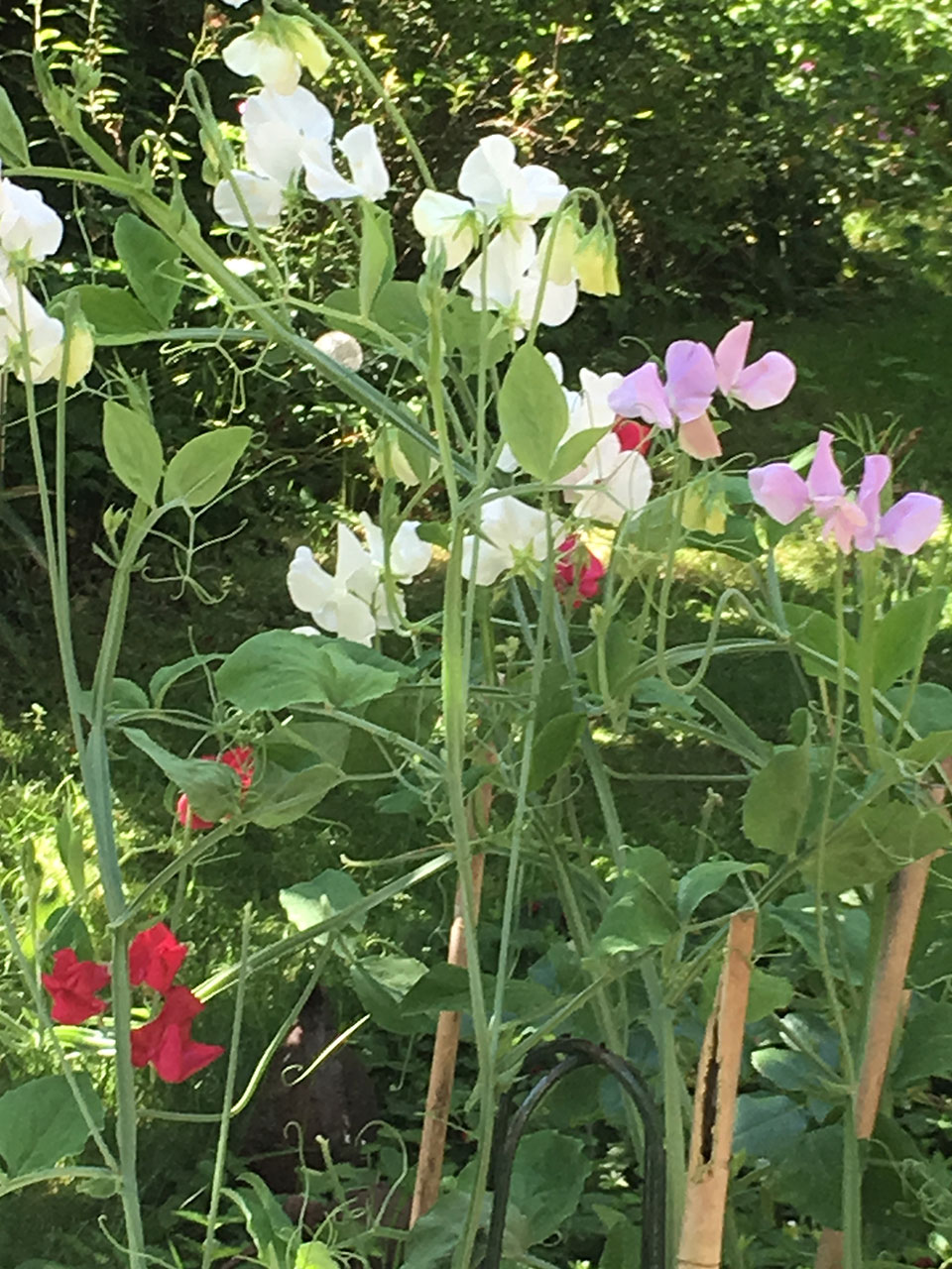 Sweet peas