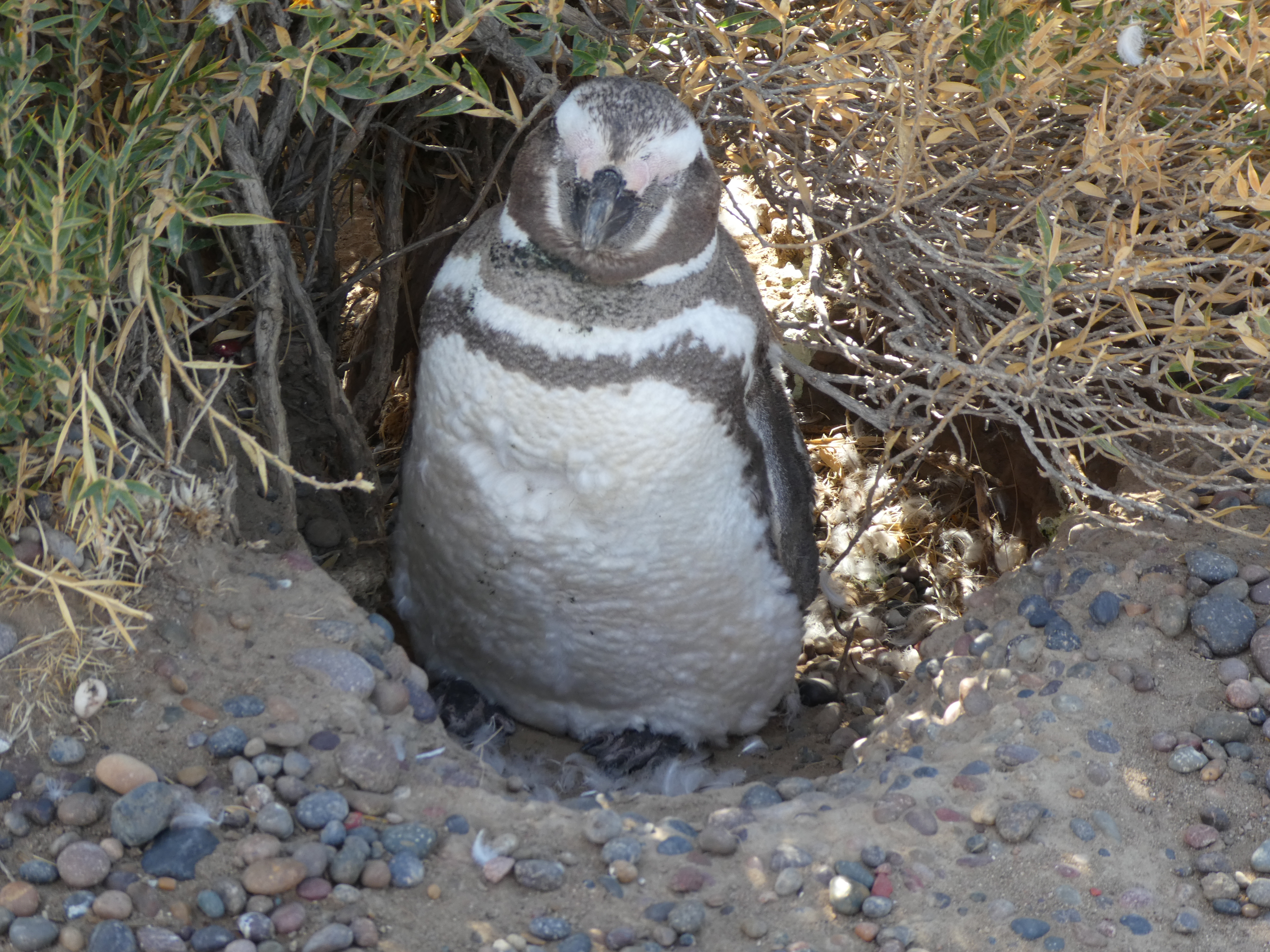 postcard from Argentina - Penguin reserve