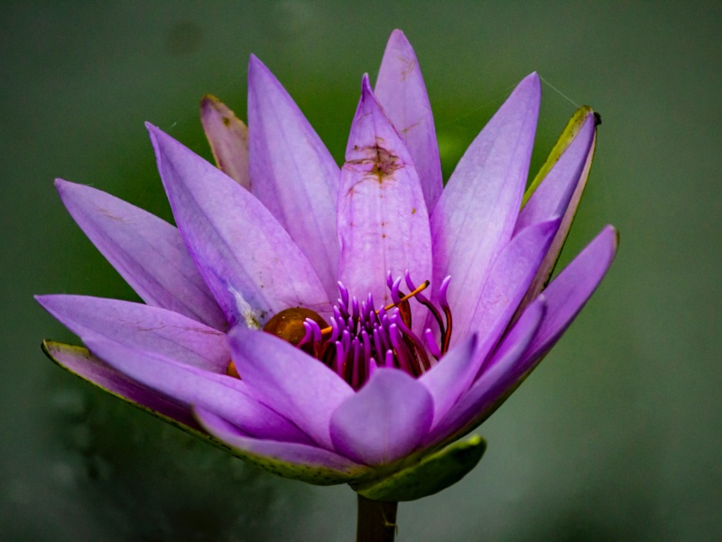 Beautifully imperfect lotus flower