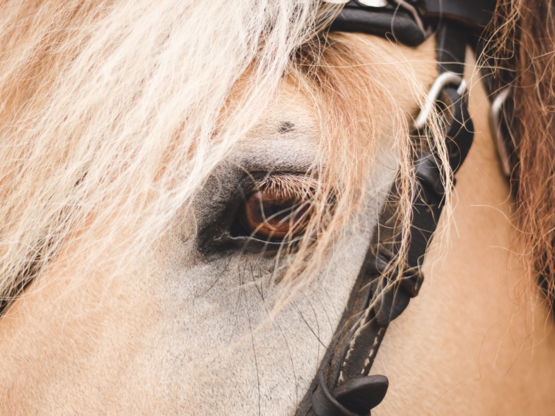 Lovely grey horse