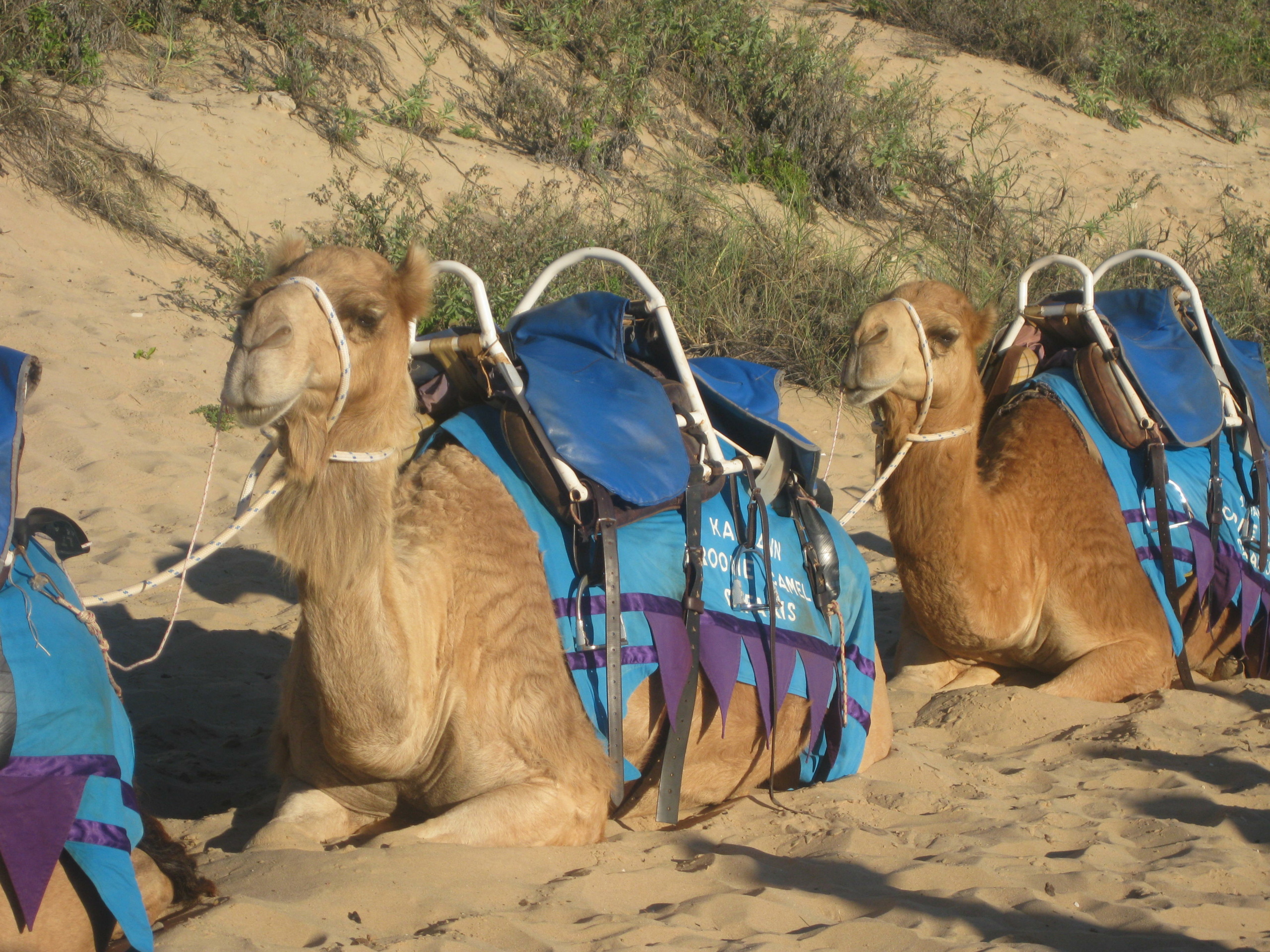 Camels at Cable Beach, Broome