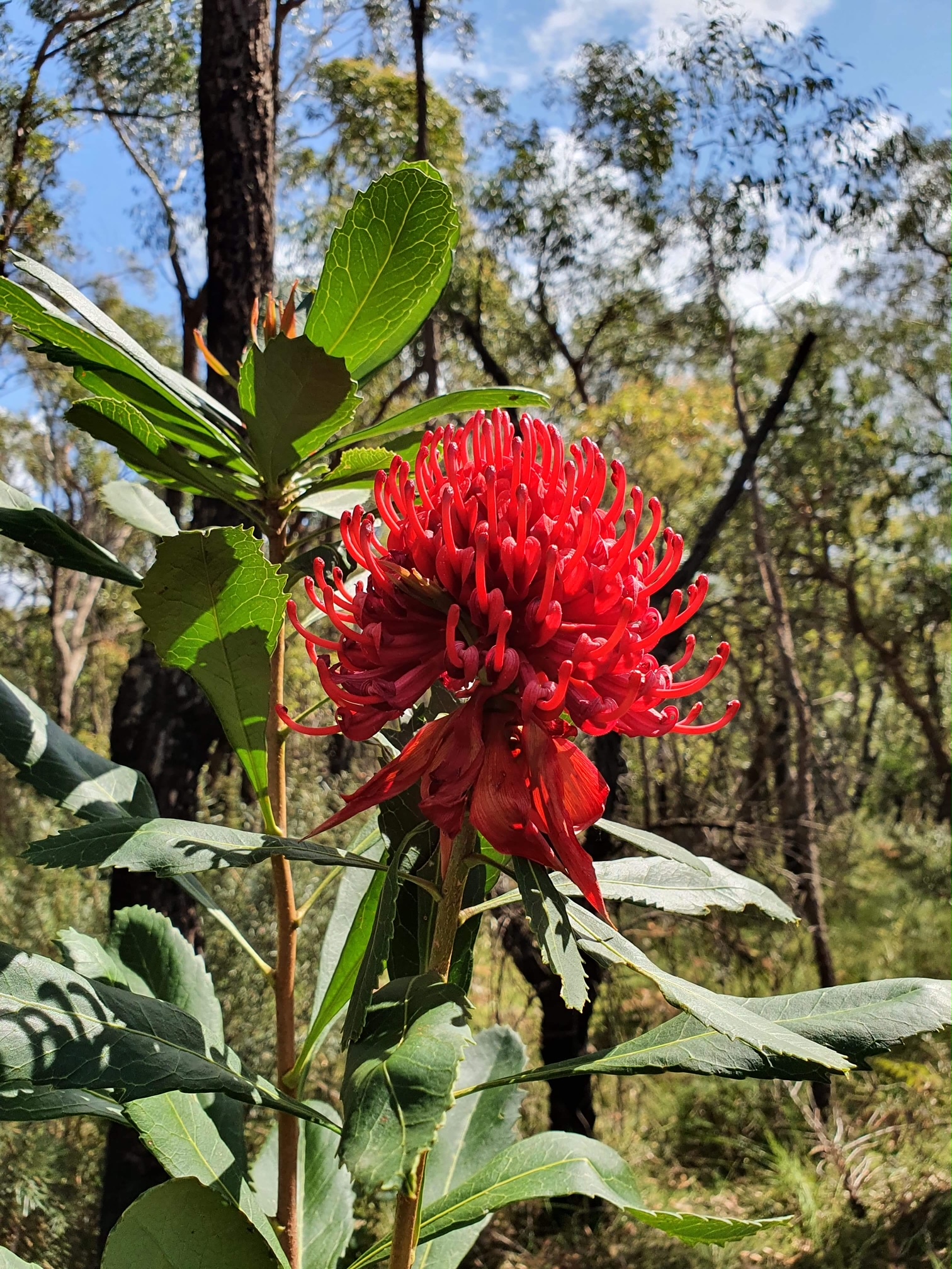 Waratah - floral symbol of NSW
