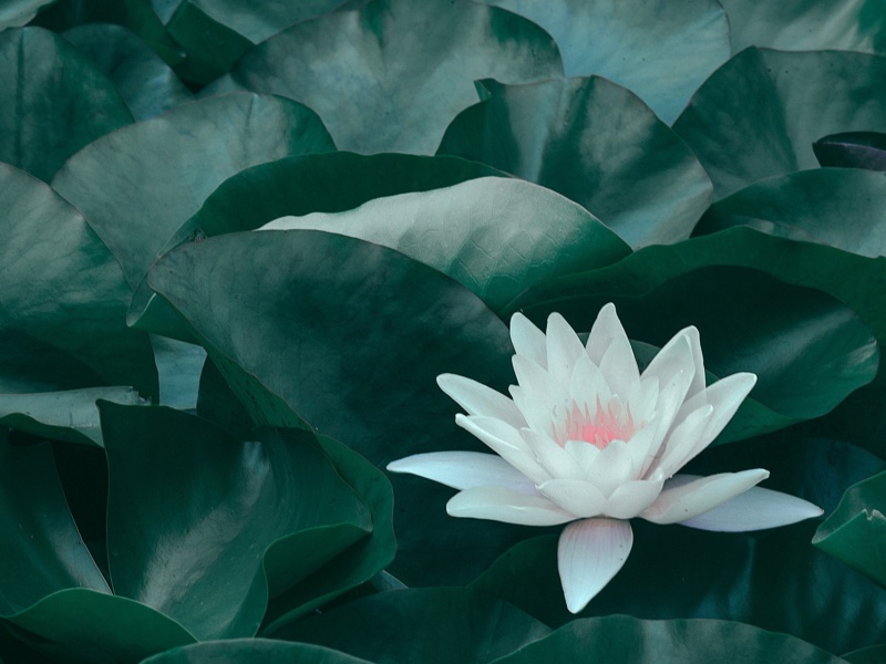 White lotus flower