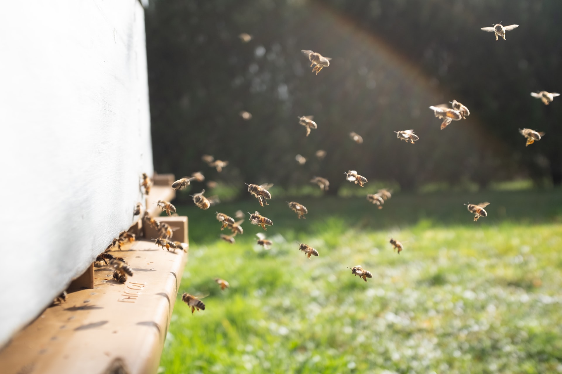 Bee hive (Photo: Damien Tupinier)