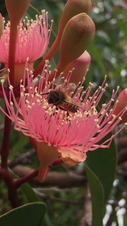 Bee pollinating a gumtree flower in St Ives