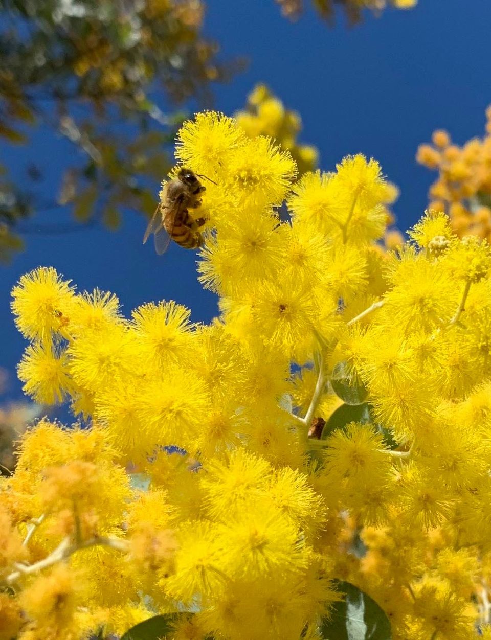 Bees enjoying the wattle