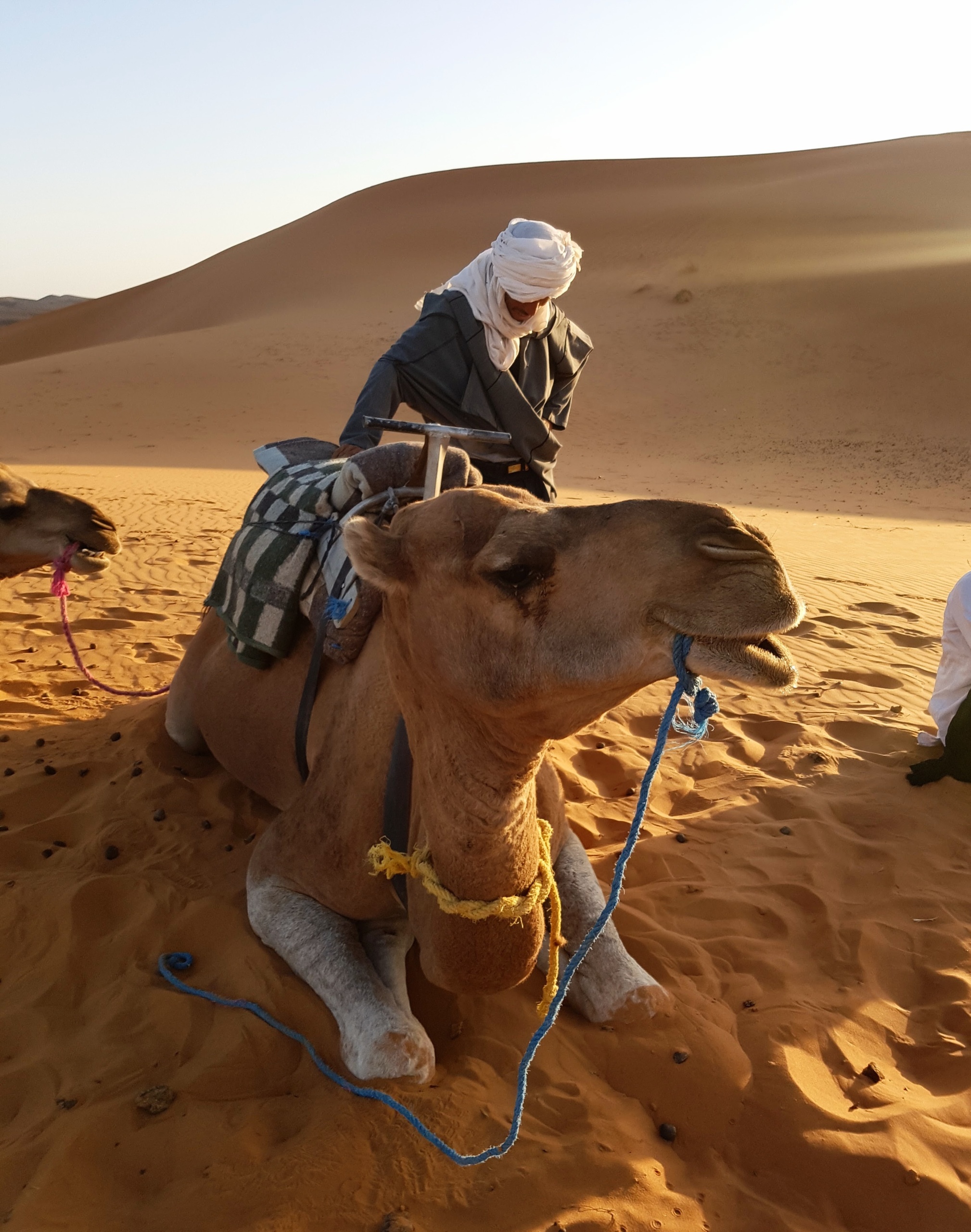 One of our camels in Erg Chebbi