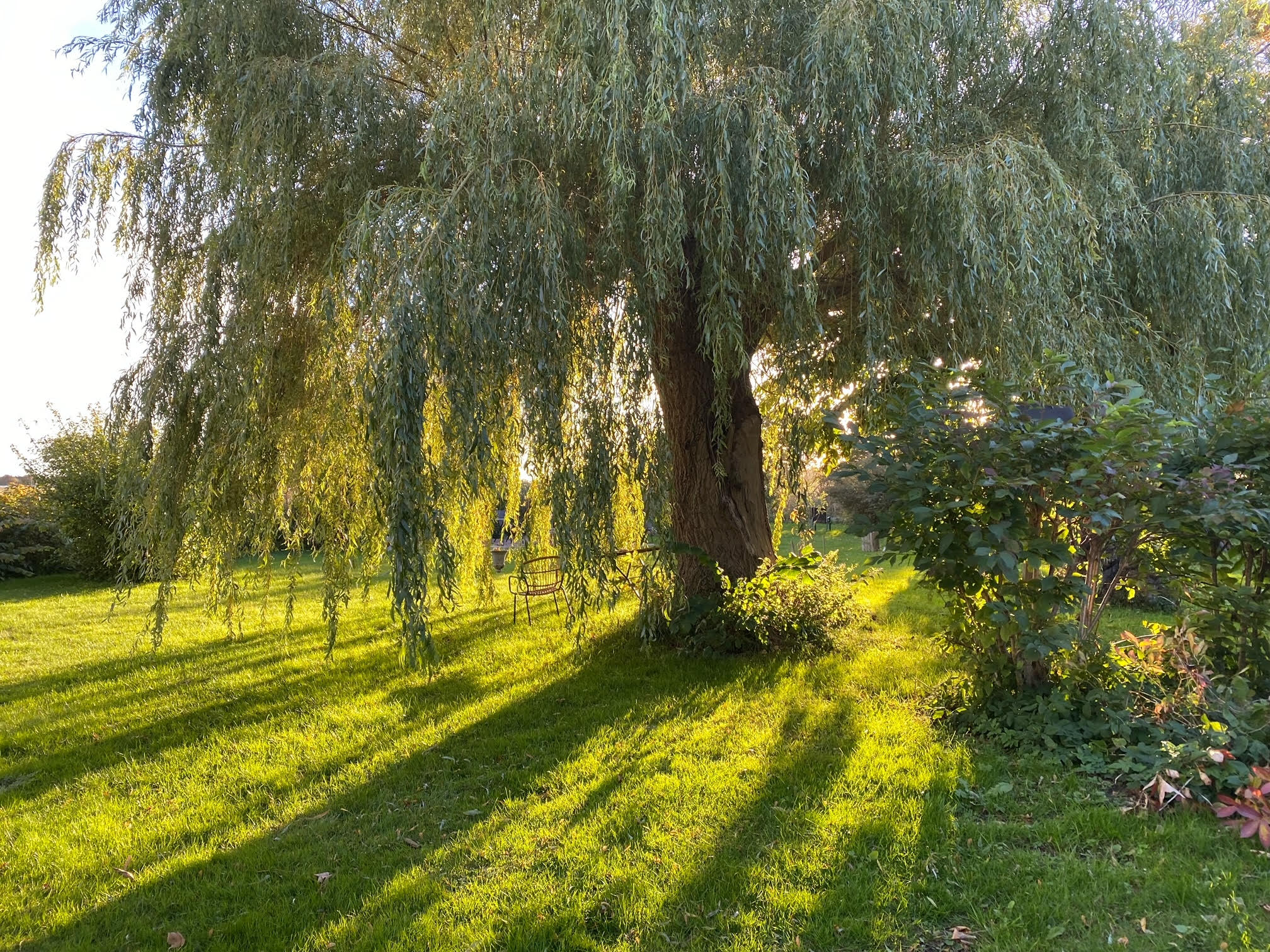 Anna's willow tree in her garden